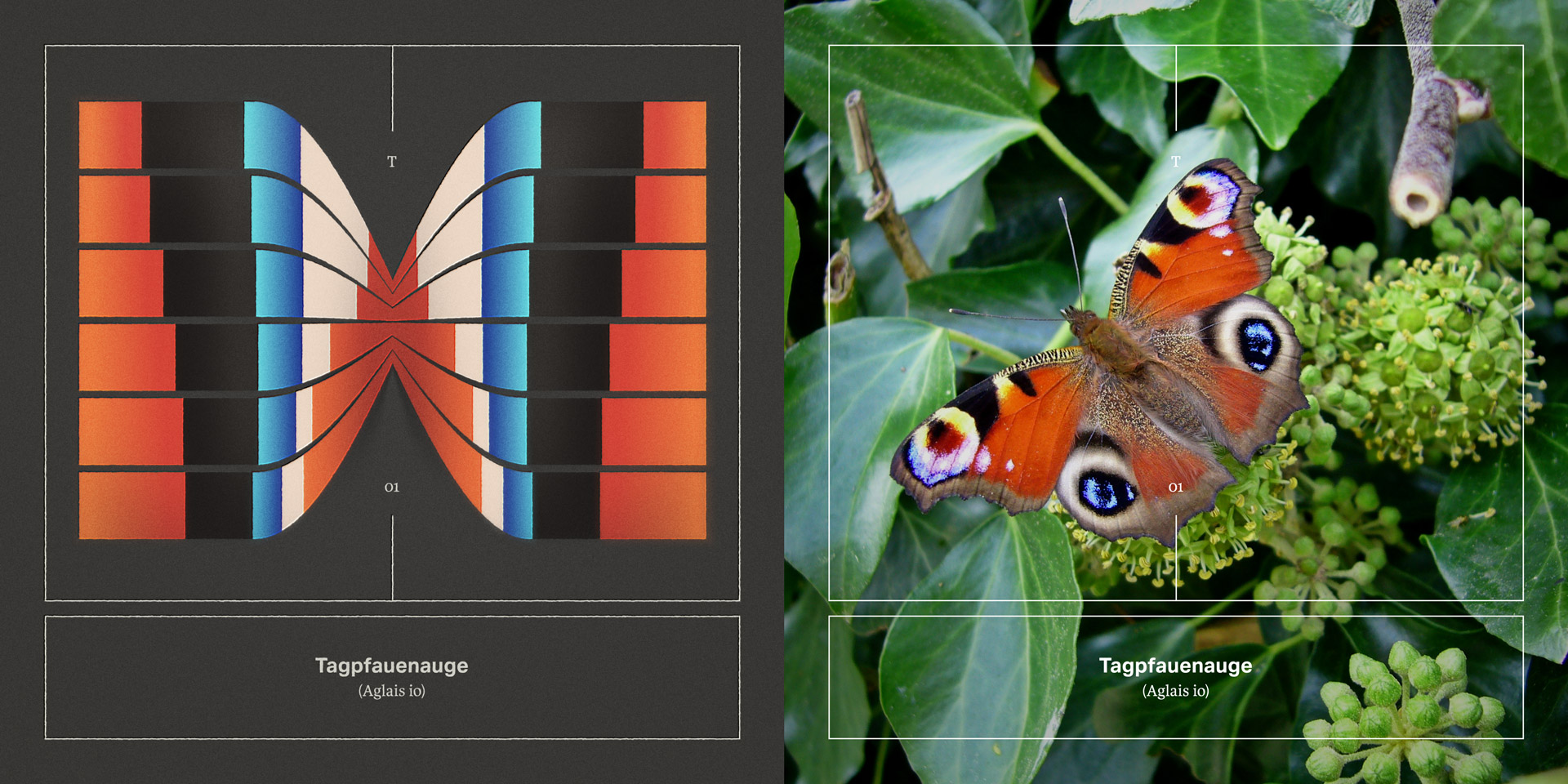 01_Pfauenauge_SET