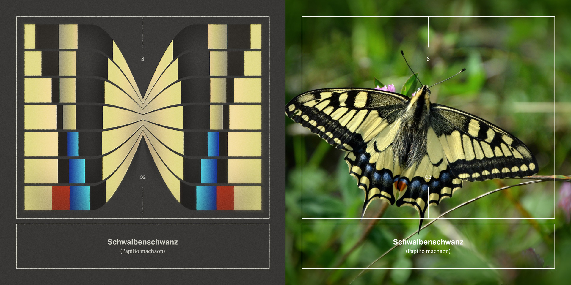 02_Schwalbenschwanz_SET