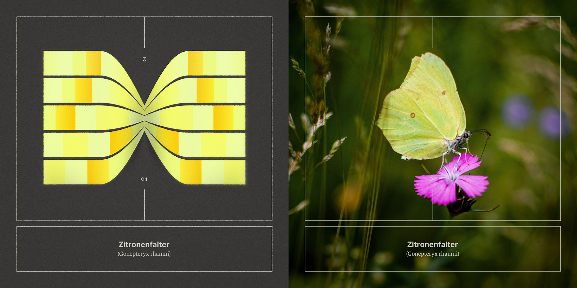 04_Zitronenfalter_SET